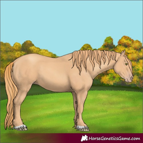 Horse Color:Gold Champagne