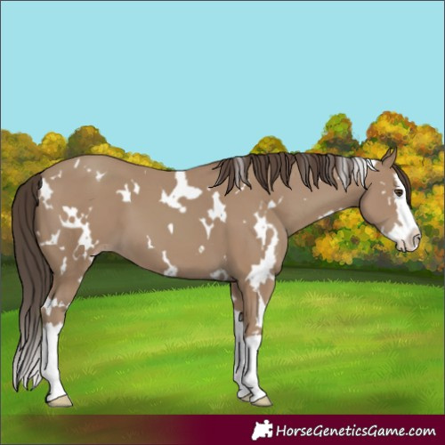 Horse Color:White Spotted Classic Champagne Splash 