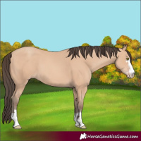 Horse Color:Amber Champagne 