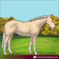 Horse Color:Gold Cream Champagne 