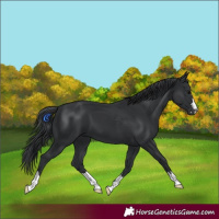 Horse Color:Black 