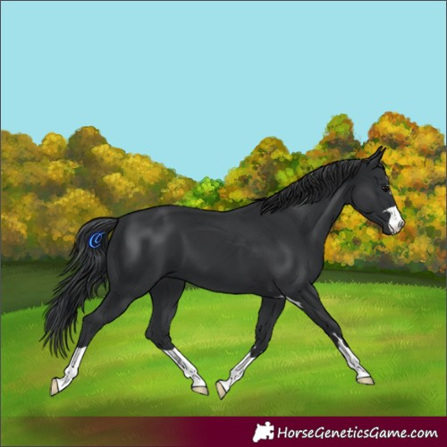 Horse Color:Black 