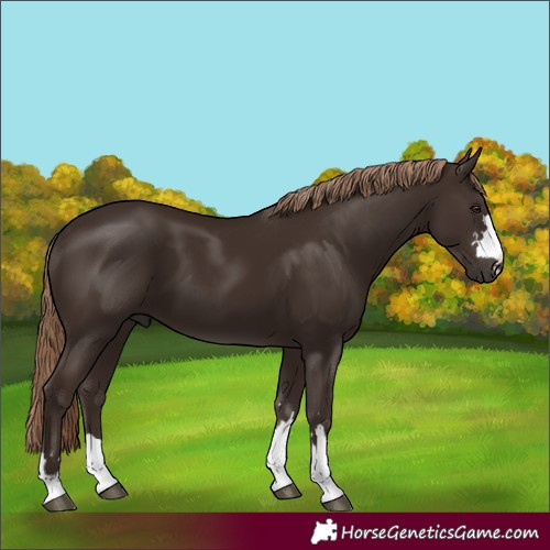 Horse Color:Liver Chestnut 