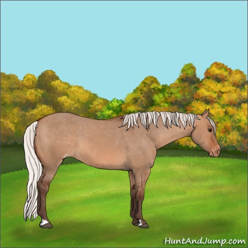 Horse Color:Silver Brown Dun Appaloosa 