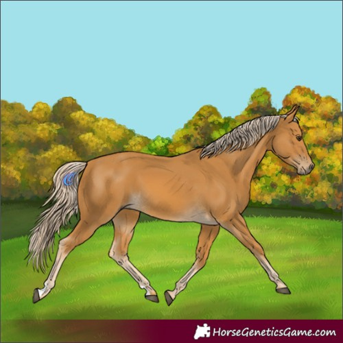 Horse Color:Palomino 