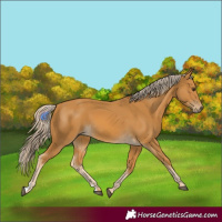 Horse Color:Palomino 