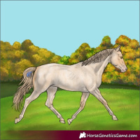Horse Color:Gold Champagne Roan 