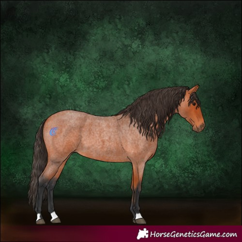 Horse Color:Bay Roan 