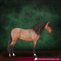 Horse Color:Bay Roan 