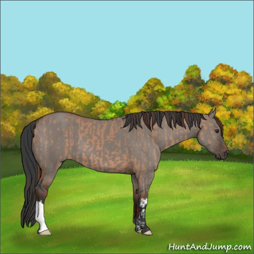 Horse Color:Red Dun and Grullo