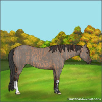 Horse Color:Red Dun  and Grullo 