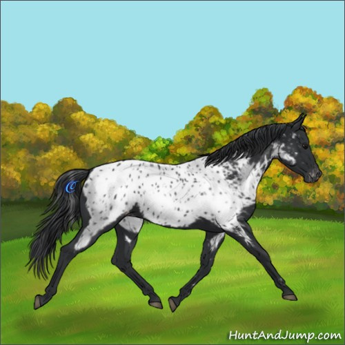 Horse Color:Black Appaloosa