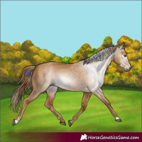 Horse Color:Gray Red Dun