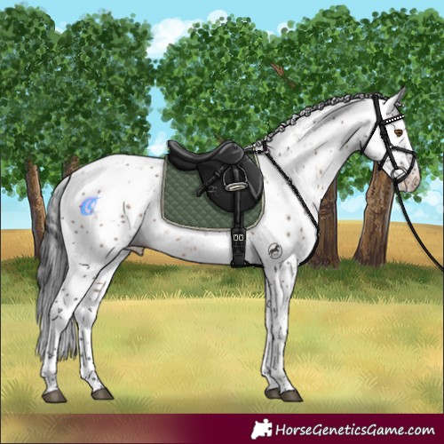 Horse Color:Brown Dun Sabino 