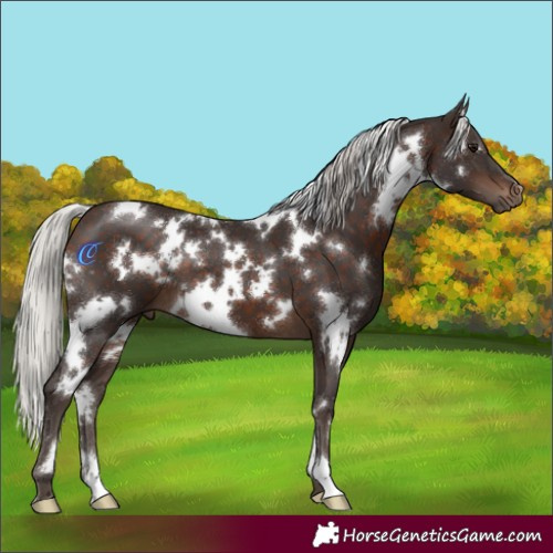 Horse Color:White Spotted Silver Brown 