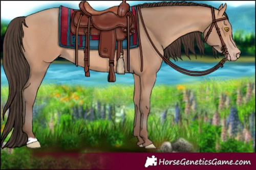 Horse Color:Amber Champagne 