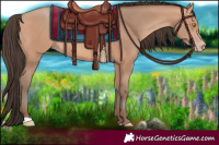 Horse Color:Amber Champagne 