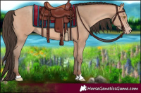 Horse Color:Amber Champagne 