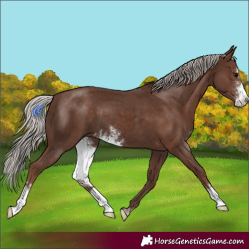 Horse Color:Silver Black Sabino 