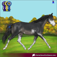 Horse Color:Black Sabino 