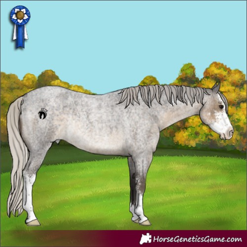 Horse Color:Silver Smoky Blue Roan Sabino Rabicano 