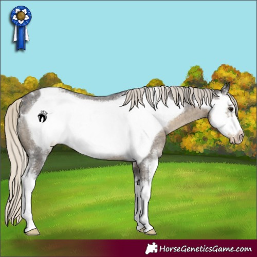Horse Color:Silver Smoky Blue Roan Sabino Frame Appaloosa Rabicano 