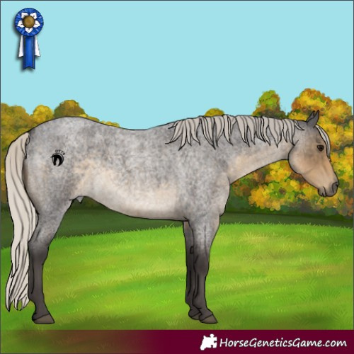 Horse Color:Silver Smoky Blue Roan Rabicano 