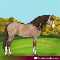 Horse Color:Red Dun  and Liver Red Dun 