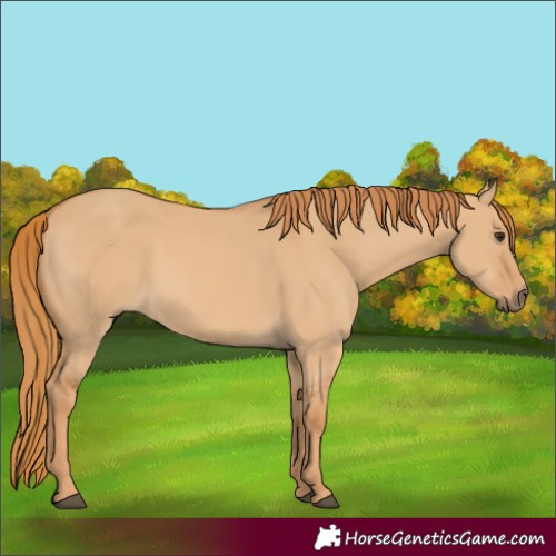 Horse Color:Red Dun 