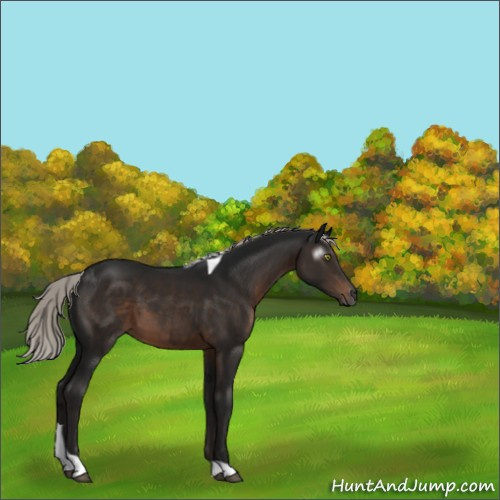 Horse Color:Gray Silver Brown Mushroom Sabino Tobiano Rabicano 