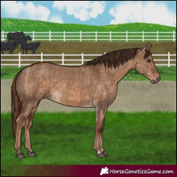 Horse Color:Red Dun  and Liver Red Dun 
