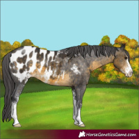 Horse Color:Buckskin Sabino Blanket 