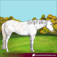 Horse Color:White Spotted Perlino Appaloosa 