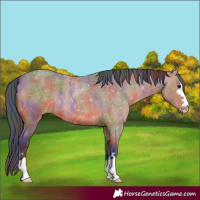Horse Color:Nacre Bay Roan
