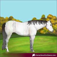 Horse Color:Gray Bay Ice Dun