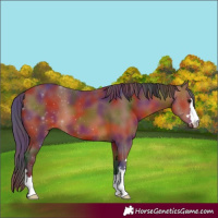 Horse Color:Nacre Bay 