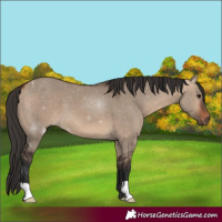 Horse Color:Bay Dun 