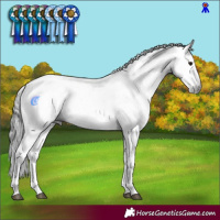 Horse Color:Gray Brown Sabino