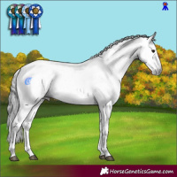 Horse Color:Gray Brown Sabino 