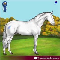 Horse Color:Gray Brown Sabino