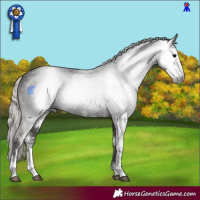 Horse Color:Gray Silver Black Sabino 