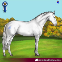 Horse Color:Gray Silver Black Sabino 