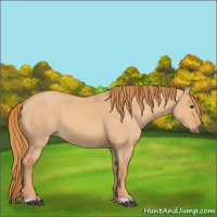 Horse Color:Red Dun