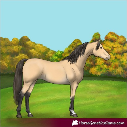 Horse Color:Buckskin