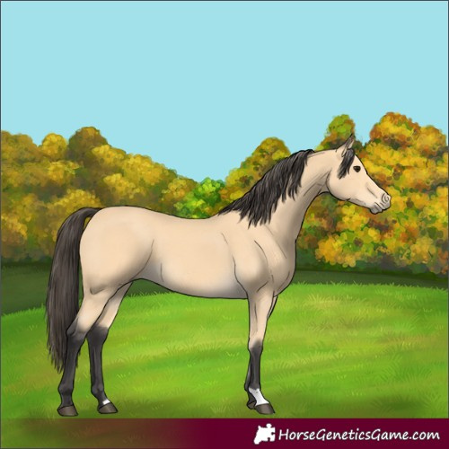Horse Color:Buckskin