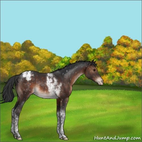 Horse Color:Brown Tobiano Appaloosa Rabicano 