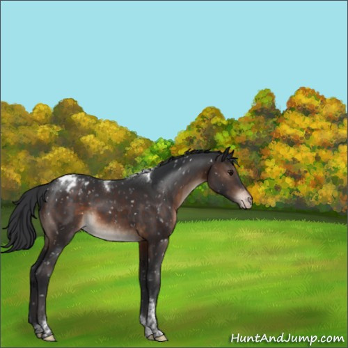 Horse Color:Brown Tobiano Appaloosa Rabicano 