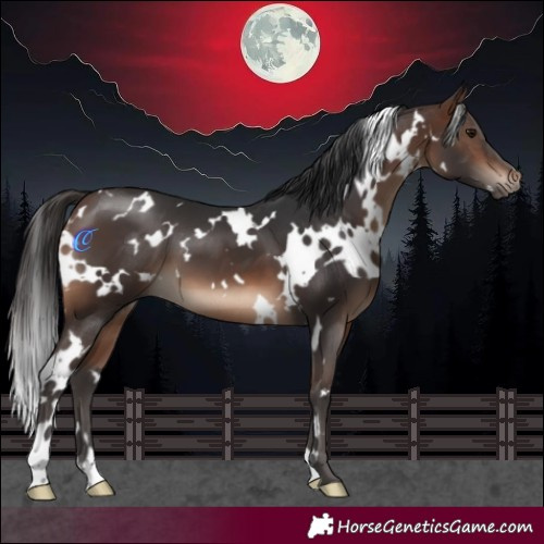 Horse Color:White Spotted Brown 