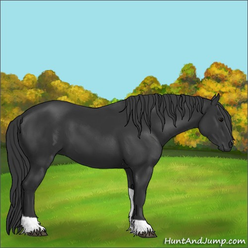 Horse Color:Black Tobiano