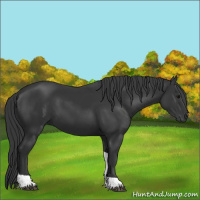 Horse Color:Black Tobiano